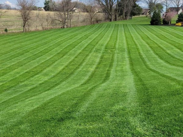 freshly mowed grass with straight lines