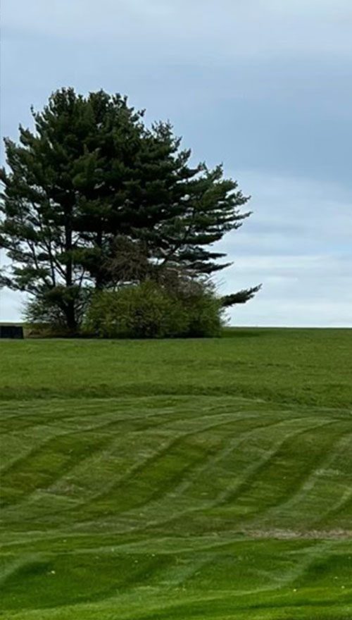 Landscape picture of a fresh cut lawn with a tree in the distance