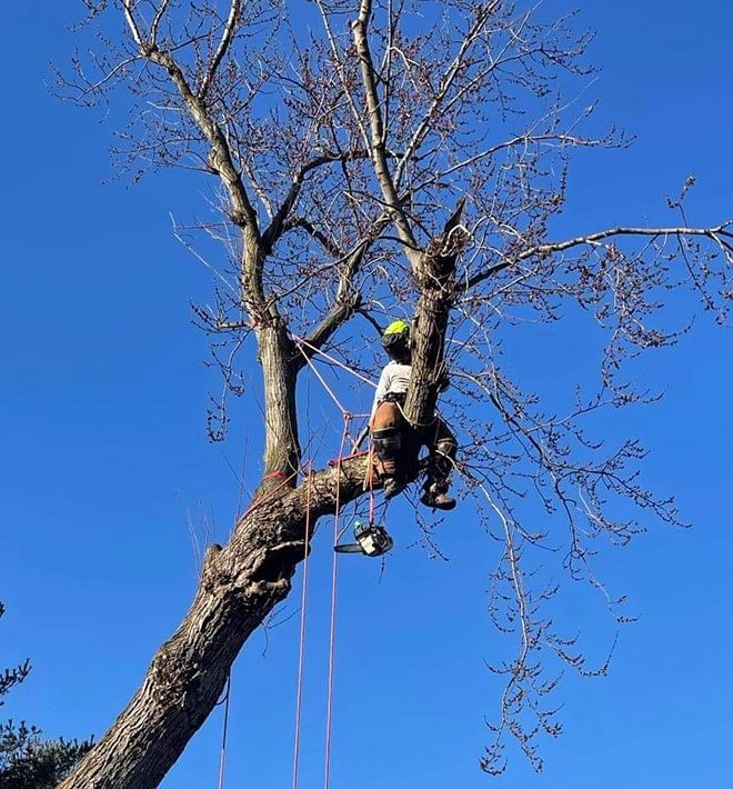 Man high up in a tree trimming branches