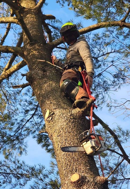 A man climbing a tree with a chainsaw and PPE gear triming branches